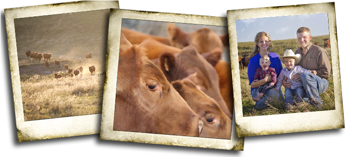 Webr Dr - Phil - Working Animal (718x316), Png Download