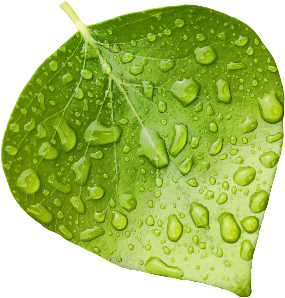 Wet-leaf - Transparent Background Wet Leaf Png (1051x1093), Png Download