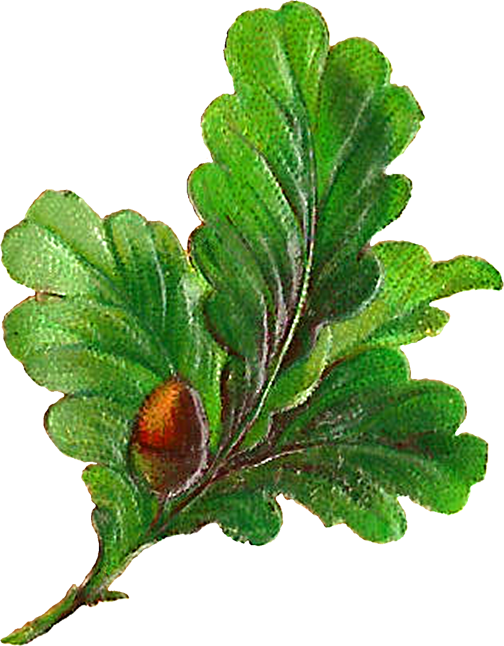 Digital Botanical Leaves Clip Art Downloads - Clip Art (1255x1600), Png Download