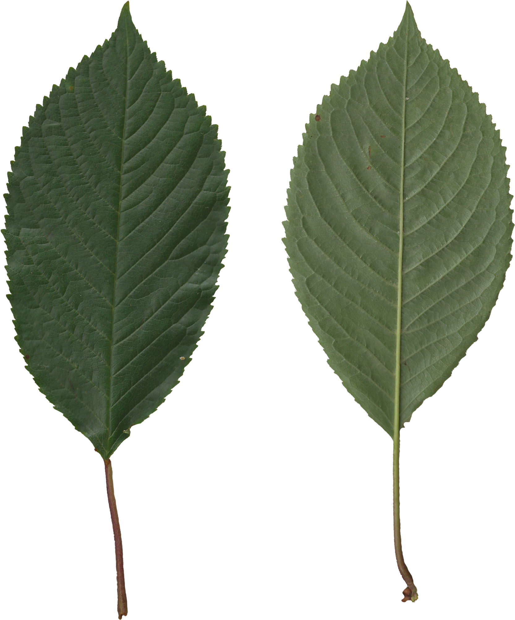 Prunus Avium Scanned Leaves - Leaf Side On Png (1857x2174), Png Download