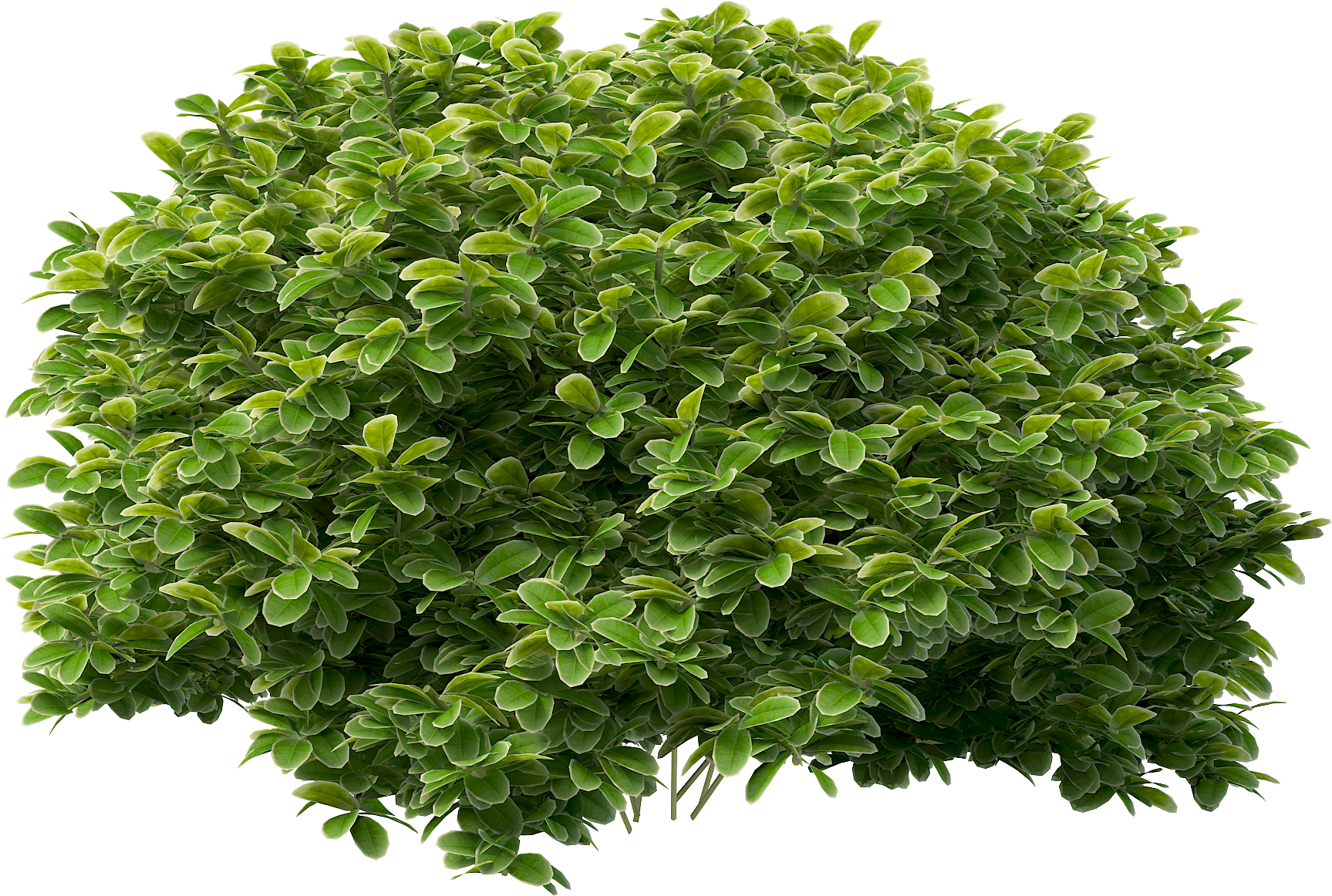 Shrub Png (2000x2000), Png Download
