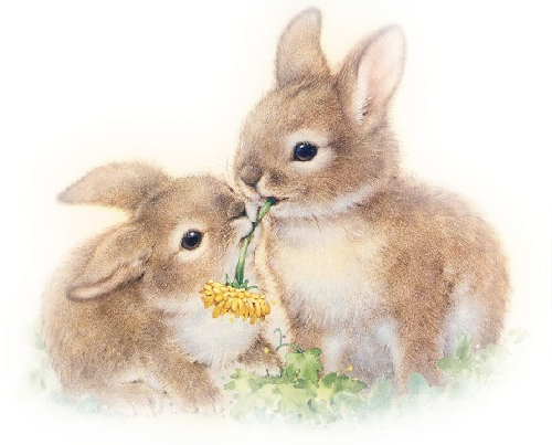 Cute Illustration, Easter Bunny, Baby Bunnies, Bunny - 2 Bunnies (500x403), Png Download