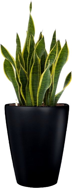 Small Plant Png - Portable Network Graphics (401x798), Png Download