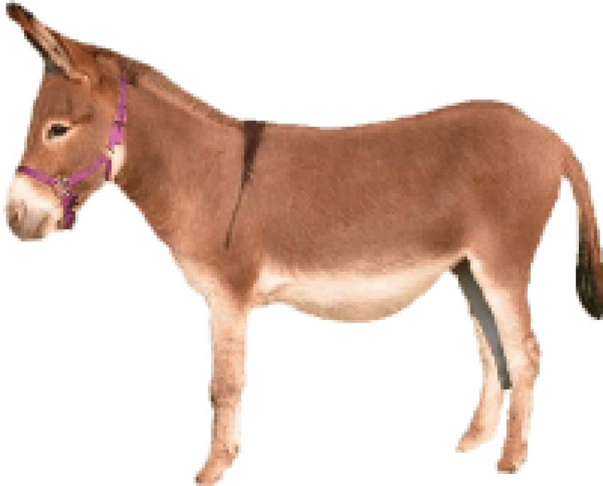 Free Png Donkey Png Images Transparent - Brown Donkey Png (850x685), Png Download