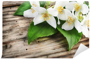 Jasmine Flower Posters (400x400), Png Download