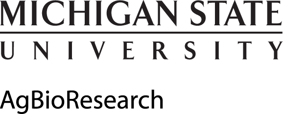 Black Logo - Michigan State University (578x234), Png Download