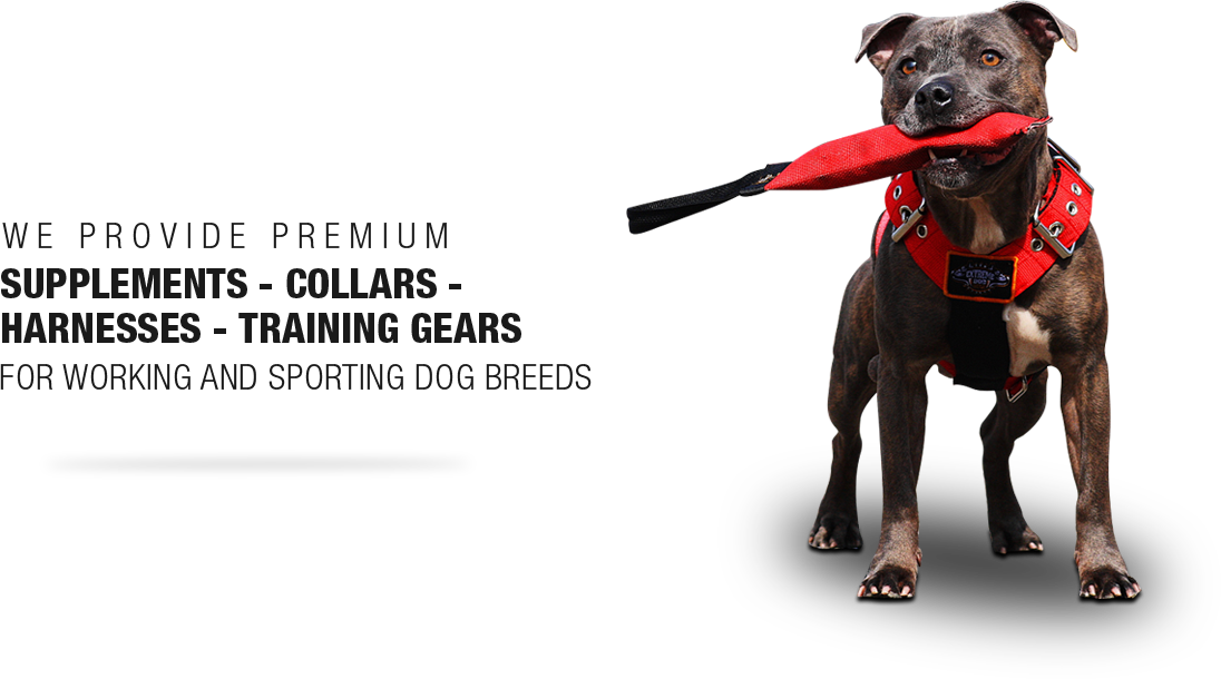 Pet Harness (1096x610), Png Download