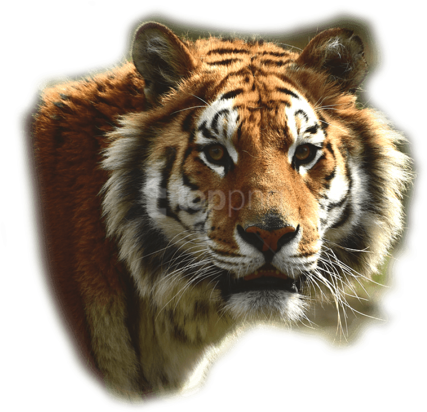 Bengal Tiger - Bengal Tiger On Transparent (752x720), Png Download