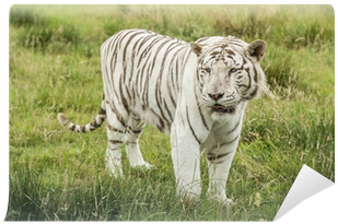 Tiger (400x400), Png Download