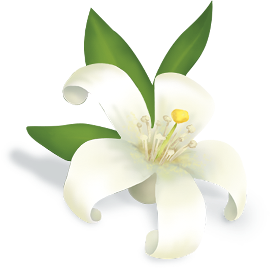 Tiger Lily (800x800), Png Download