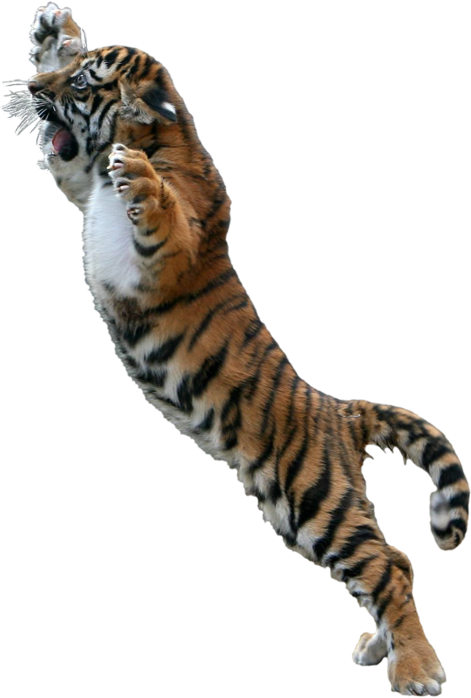 Go To Image - Jumping Tiger Png (972x1438), Png Download