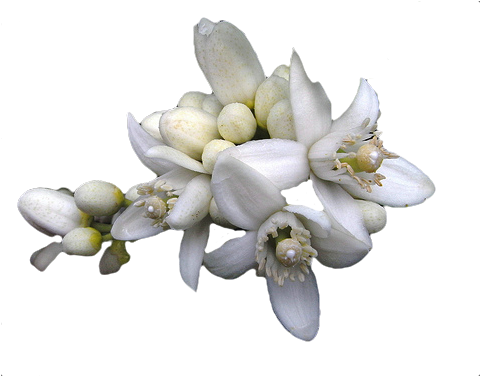 Neroli Flower - Flor De Naranjo Png (500x500), Png Download