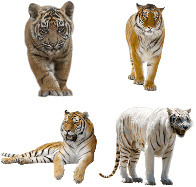 Wild Cats Calendar 2018: 16 Month Calendar (400x400), Png Download