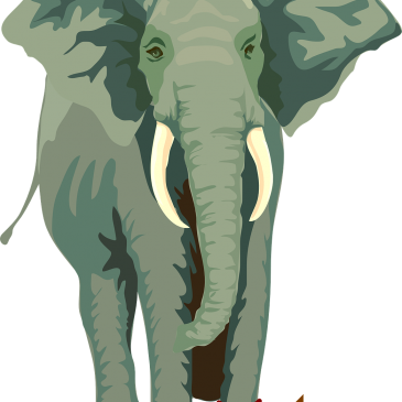 The Elephant's Noose - African Elephant Shower Curtain (365x365), Png Download