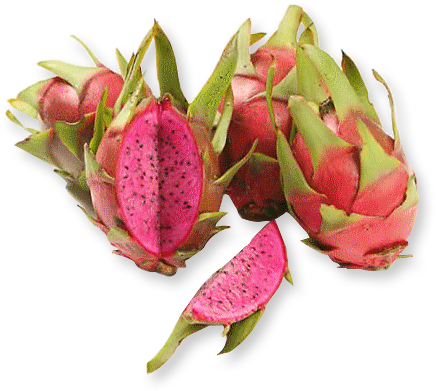 Fire Breathing Dragons - Purple Dragon Fruit (457x401), Png Download