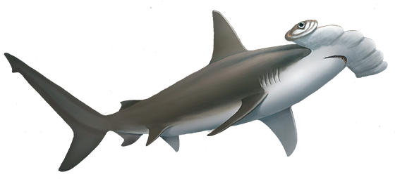 Hammerhead Shark Cut Out (561x270), Png Download