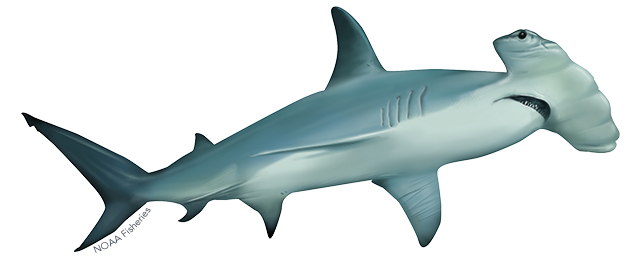 Scalloped Hammerhead Shark - Hammerhead Shark (640x427), Png Download