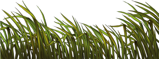 Reeds Png (640x500), Png Download