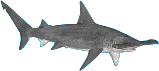 Sharkgreathammerhead Jimmyzhoopz - River Shark (527x527), Png Download