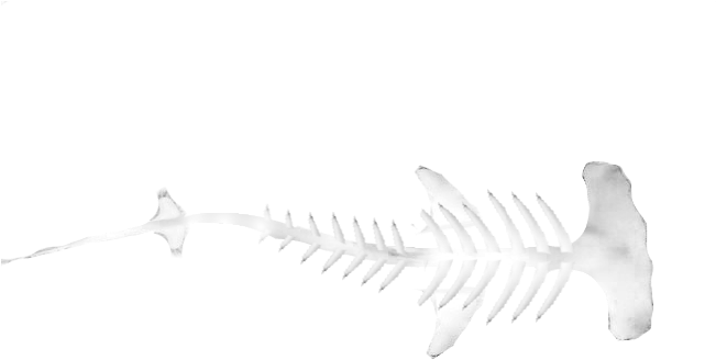 Hammerhead Shark Skull - Hammerhead Shark Skeleton Drawing (650x436), Png Download