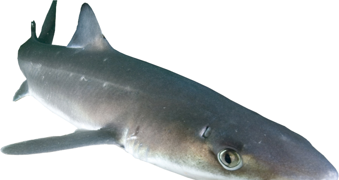 Spiny Dogfish Shark Png (1170x610), Png Download