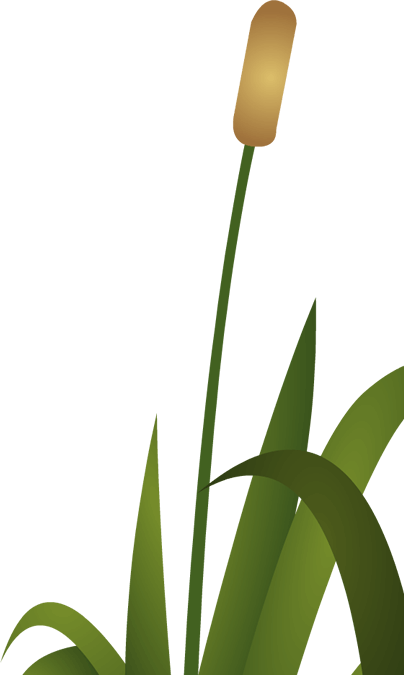 Frog Reeds - Education (404x675), Png Download