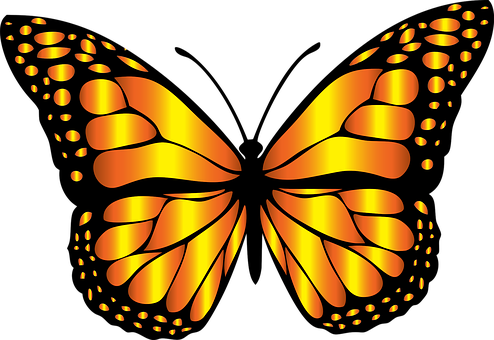 Flying Butterfly Drawing At Getdrawings - Butterfly Clip Art (494x340), Png Download