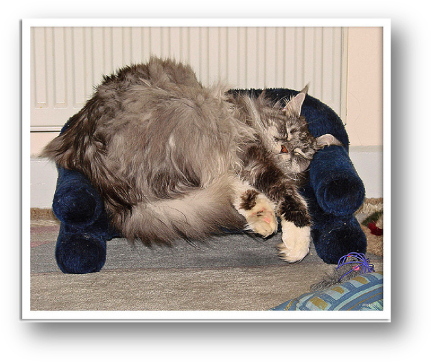 Tabby Cat (639x540), Png Download