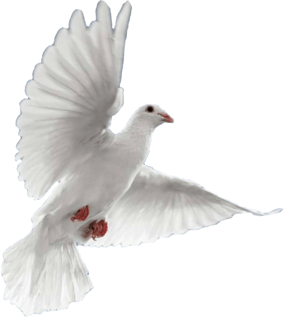 Pigeons And Doves (968x1051), Png Download
