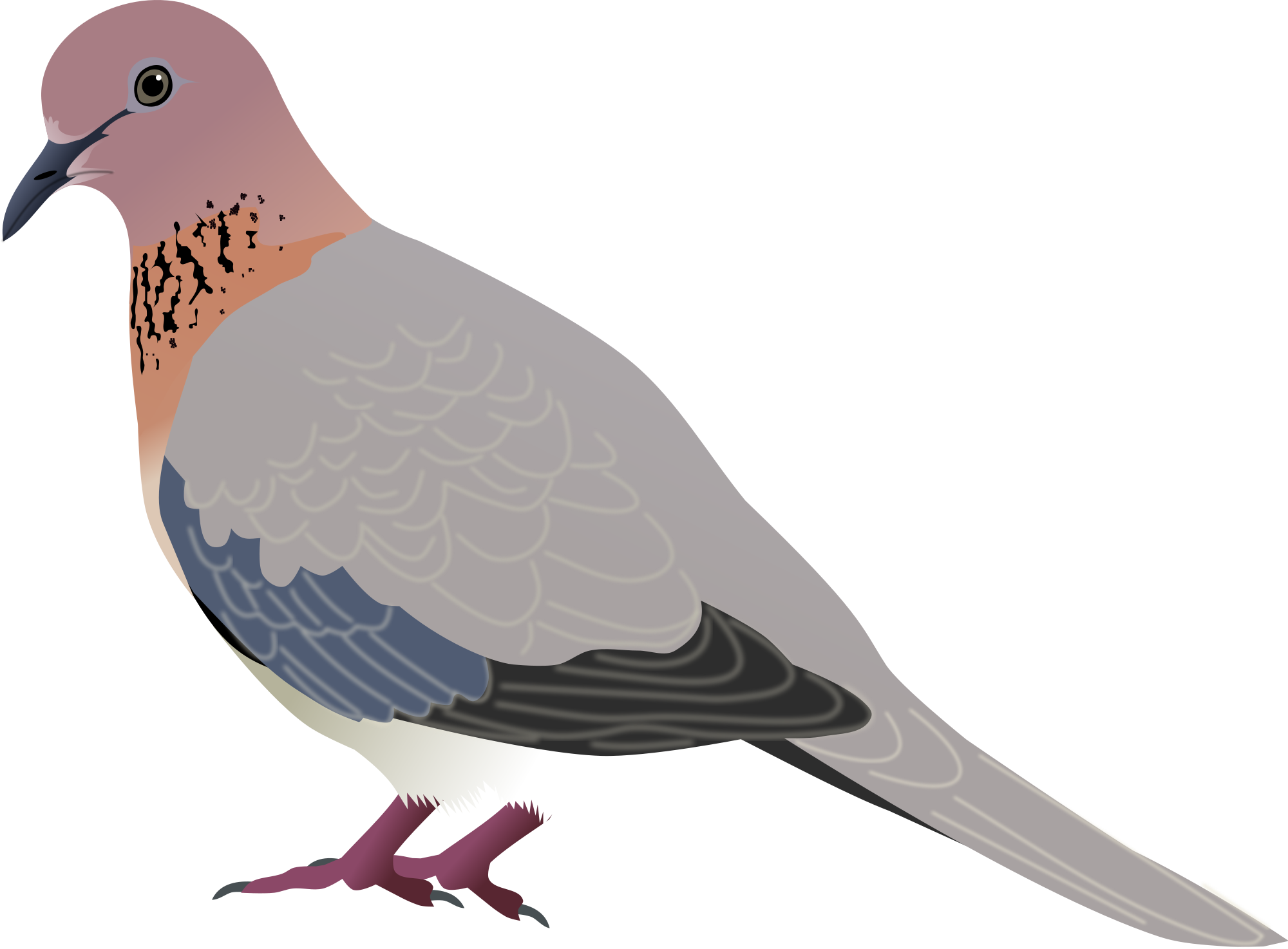 Mourning Dove Clipart Transparent - Mourning Dove Clip Art (2000x1474), Png Download