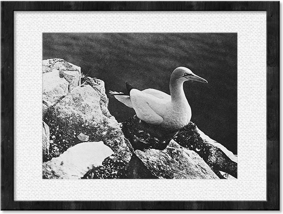 Duck Framed Print (640x640), Png Download