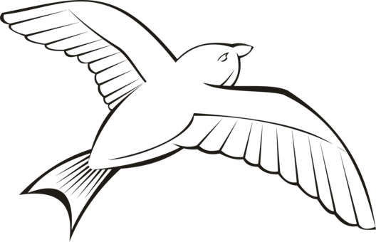 Bird Beak Flight Wing Penguin - Flight (528x340), Png Download