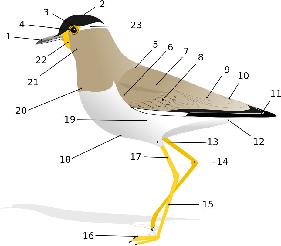 Anatomy Of A Bird (1200x860), Png Download