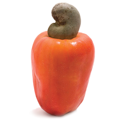 With Large Cashew Plantations, The Cape Cashew Company - Cashew Nut Fruit Png (424x410), Png Download