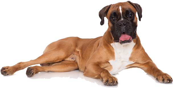 Boxer Dog - Boxer Lying Down (640x427), Png Download