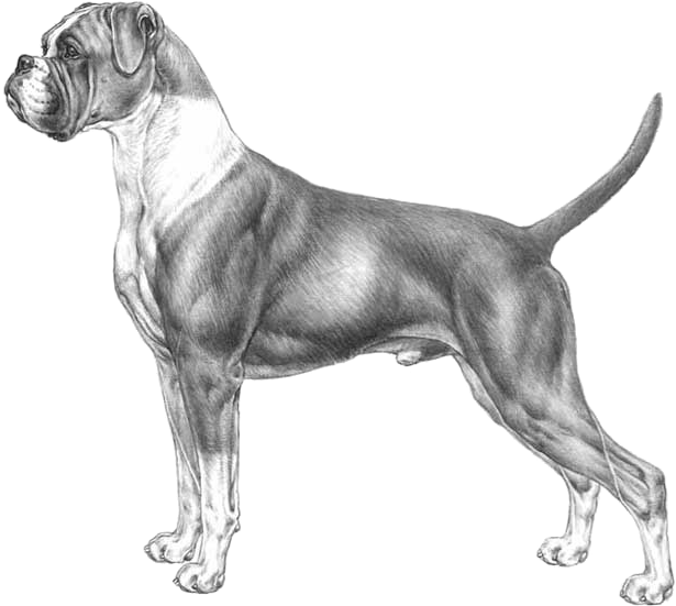 Boxer - Disegni Di Cani Boxer (800x800), Png Download
