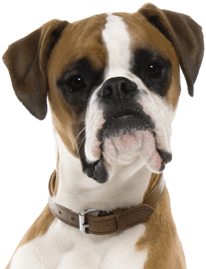 Search - Puppy Boxers (540x565), Png Download