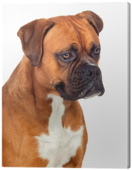 Boxer (400x400), Png Download