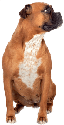 Boxer - Pet Shoppe Ultra Training Pads For Dogs (425x425), Png Download