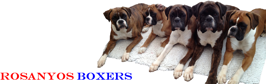 1 - 2 - - Boxer (930x290), Png Download