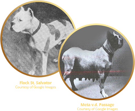 The Breed Known As The Boxer Originated In Germany - Boxer (474x389), Png Download