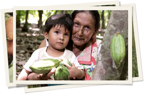 Feijoa (507x332), Png Download