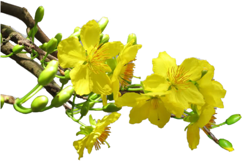 Trên Mười Năm Chăm Sóc, Cây Mai Mới Đã Nên Dáng Rồng - Cây Hoa Mai Png (500x338), Png Download