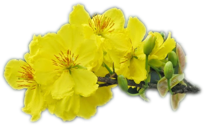 Tu Viện Có Tổ Chức Quanh Năm Các Khoá Tu, Và Ngày Quán - Ochna Integerrima (708x447), Png Download