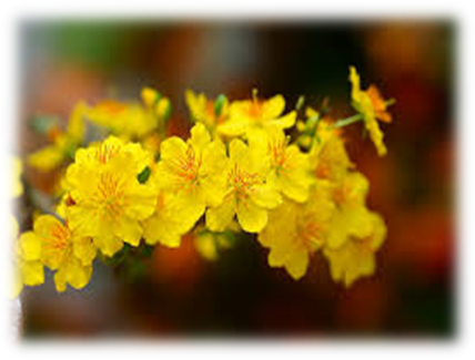 Từ Ngày 10 Tháng Chạp Người Trồng Nên Chú Ý, Nếu Dự - Ochna Integerrima (428x325), Png Download