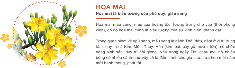 Bánh Chưng Là Một Loại Bánh Truyền Thống Của Dân Tộc - English Marigold (1140x305), Png Download
