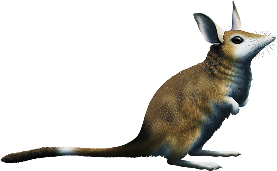 Almost Living Fossils Month - Argyrolagus (1000x632), Png Download