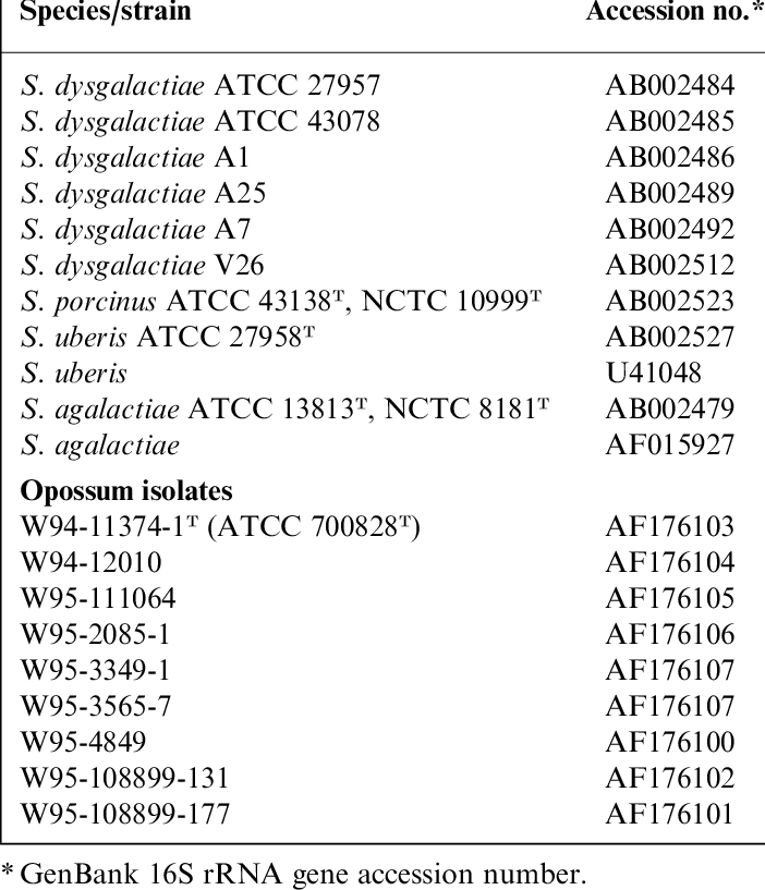 Streptococcal Strains Analysed For Comparison With - Opossum (702x817), Png Download