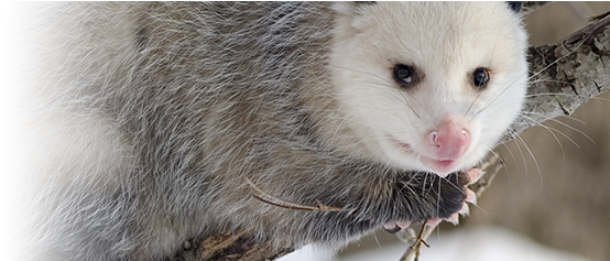 Opossum Slider Image - Opossum / Possum 8 X 10 Glossy (930x236), Png Download