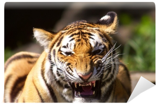 Wall (400x400), Png Download